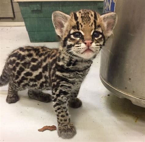 Do You Have A Name For Ocelot Kitten Born At Buffalo Zoo Local News