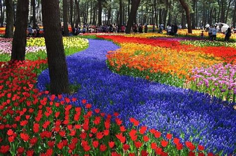 Top 15 Flower Fields In The World World Top Top