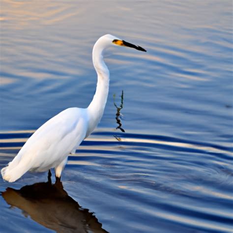 9 White Birds In Florida With Long Beaks Nature Blog Network