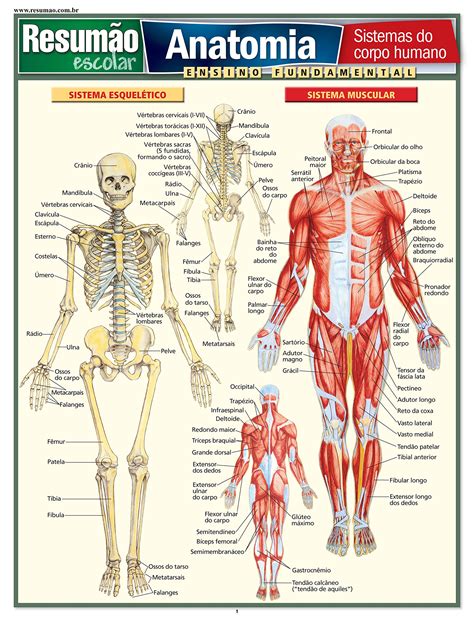 Anatomia Sistemas Do Corpo Humano Pdf Vincent Perez