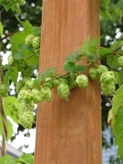 Growing Hops To Make Your Own Beer Make Your Own Beer Hops Trellis