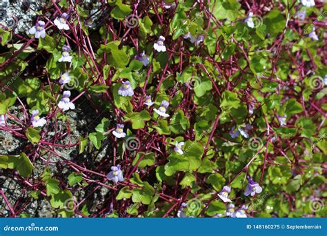 Tiny Purple Flowers Bloom In Early Summer Stock Image Image Of Beauty