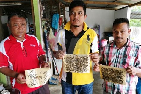 Saya tak percayalah ulat dalam batu pun boleh hidup. 20 Tahun Hidup Dihurung Lalat Kehadiran lalat dalam jumlah ...