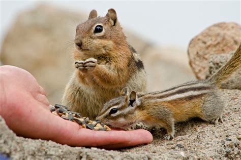 What Do Chipmunks Eat Youll Be Surprised To Know