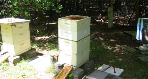 Photo Album Managing My Hives The New York Times