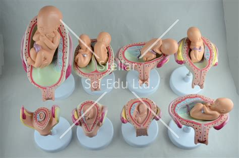 Sg600 Fetus Development Models Set