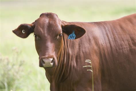 UQ animal geneticists kicking goals for cattle industry - UQ News - The ...