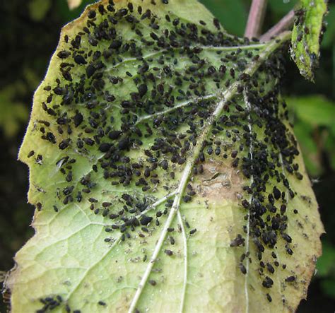 Heavy Infestation Of Black Aphids Aphis Bugguidenet