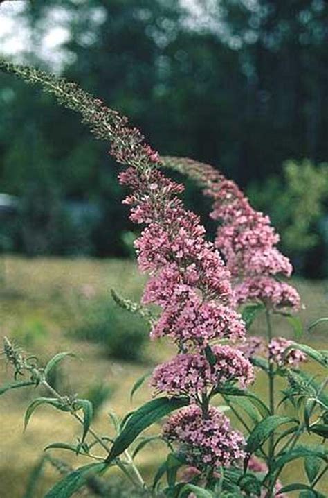 Learn About Buddleia Pink Delight Pink Delight Butterfly Bush