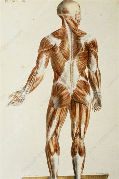 Coloured Historical Artwork Of The Muscular System Stock Image P150