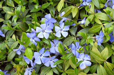 Periwinkle Weed Control How To Remove Periwinkle Ground Cover