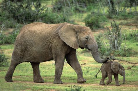 See more of elephant on facebook. Elephant - Kruger National Park - South Africa