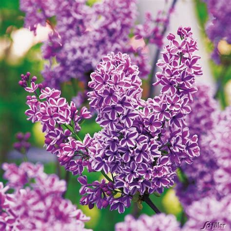 Maybe you would like to learn more about one of these? Edelflieder 'Sensation' | Edelflieder, Pflanzen kaufen ...