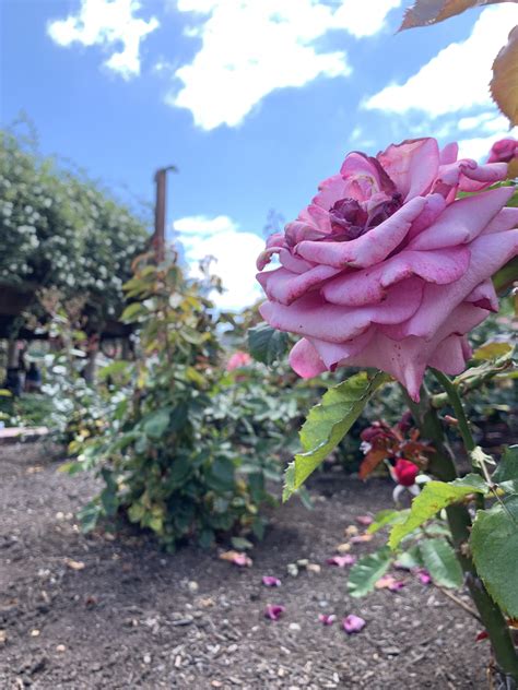Along with words of condolence, sending flowers or a small gift is a wonderful way to show you care. I took this picture at the San Diego flower garden near ...