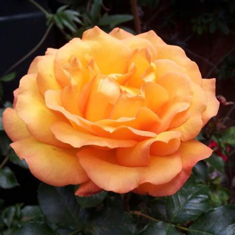 Rose synonyms, rose pronunciation, rose translation, english dictionary definition of rose. Rose 'Precious Amber Standard' - Yellow Roses - Cowell's ...