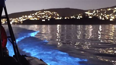 Glowing Dolphins Up The Wow Factor With Streaks Of Neon Light Off The