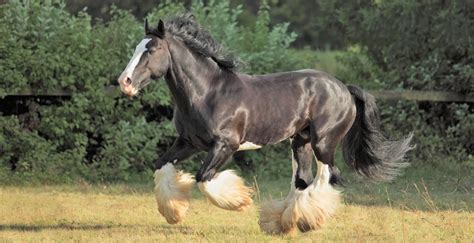 9 Shire Horse Facts You Probably Didnt Know