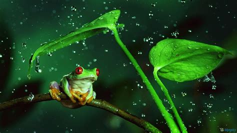 Free Download Cute Frog Wallpapers 1600x900 For Your Desktop Mobile