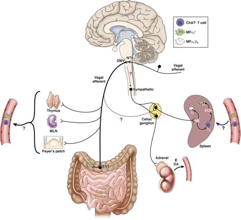 The Vagus Nerve And Digestion Whats The Connection Gastro Sb