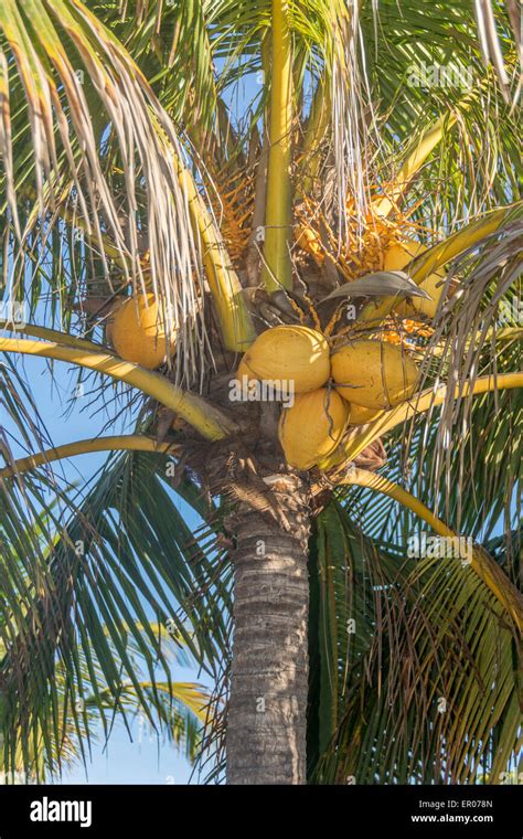 Ripe Coconuts On A Palm Tree In Guatemala Stock Photo Alamy