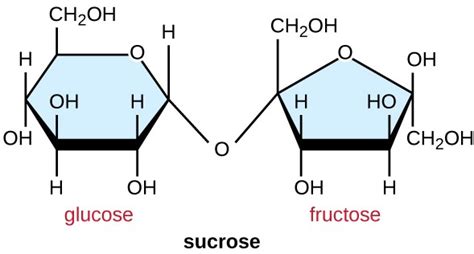 Structure Of Sucrose