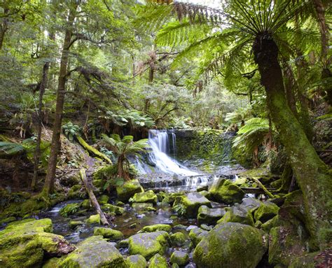 Buy Temperate Rainforest Falls Tasmania Image Online Print And Canvas