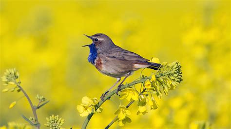 Înaripate și încântătoare De Ce Cântă Păsările și Cum Le Recunoști