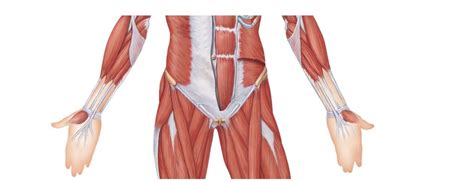 Groin Muscles Diagram Hip Muscles The Definitive Guide Biology
