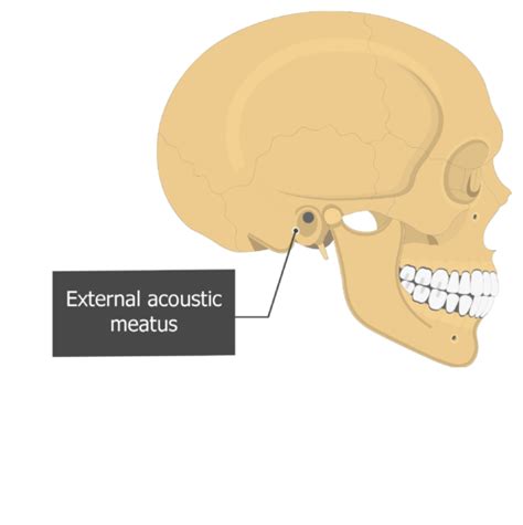 Temporal Bone Anatomy And Labeled Diagram Getbodysmart