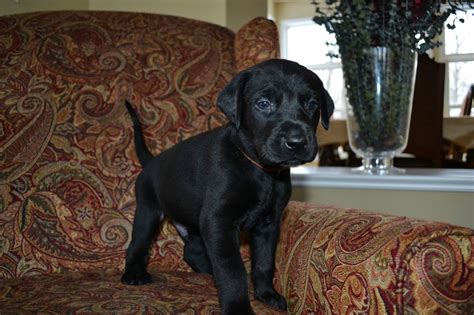 Vizsla labs are happy puppies, but they turn into curious and energetic adults that require a great deal of love and commitment. Puppies, Doberman Labrador mix babies, looking for their ...