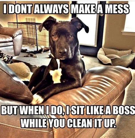 Mine Tries To Help Me Clean Up Never Acting Guilty As If Someone Else