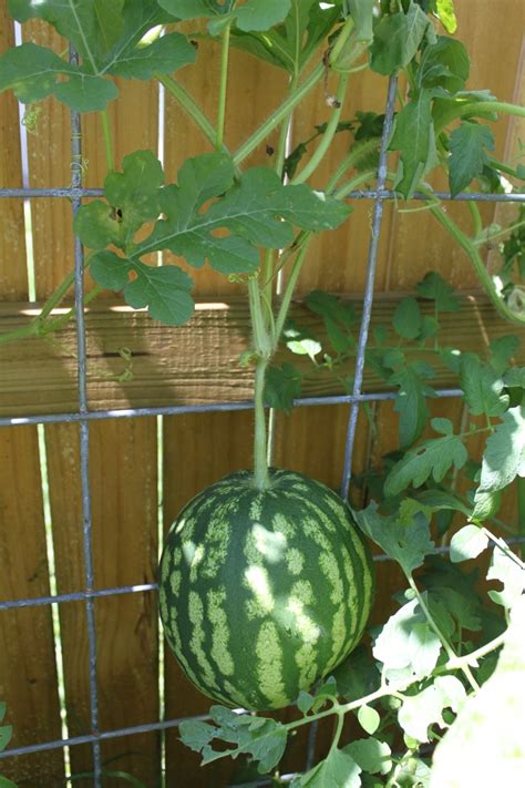 Vertical Watermelon Garden Ive Grown Pinterest