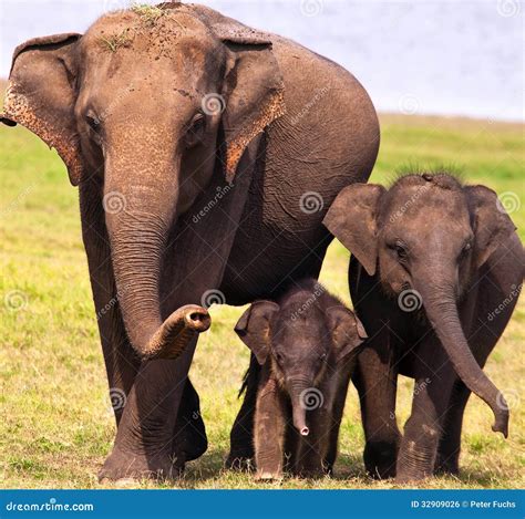 Three Elephants Stock Photo Image Of Animal Parent 32909026