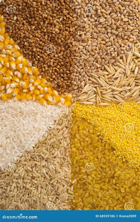 Collection Set Of Cereal Grains Stock Photo Image Of Natural Corn