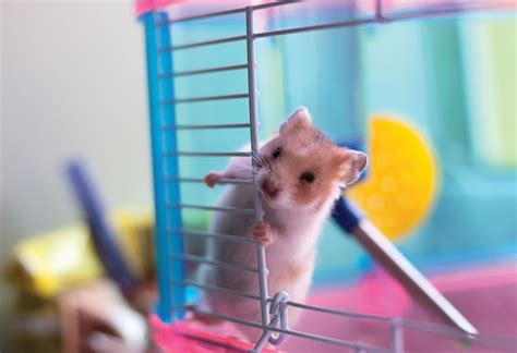 Do Mice Make Good Pets for Children?