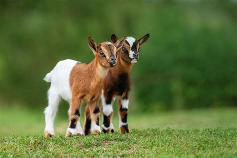 What Is A Baby Goat Called Cute Names For Adorable Pets Kidadl