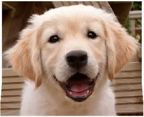 Famous Golden Retriever Puppy Cute  2022 Focus Wiring