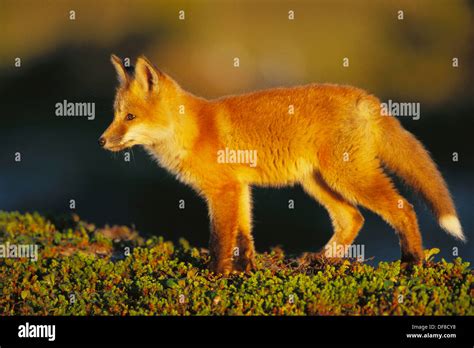 Red Fox Vulpes Fulva Northwest Territory Canada Stock Photo Alamy