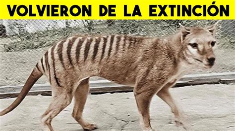 7 Animales Extintos Que Podrían Regresar A La Vida Youtube