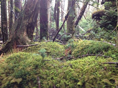 A Forest With Lots Of Trees And Moss Growing On The Ground