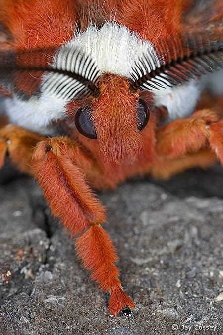 10 Most Disturbing Bugs