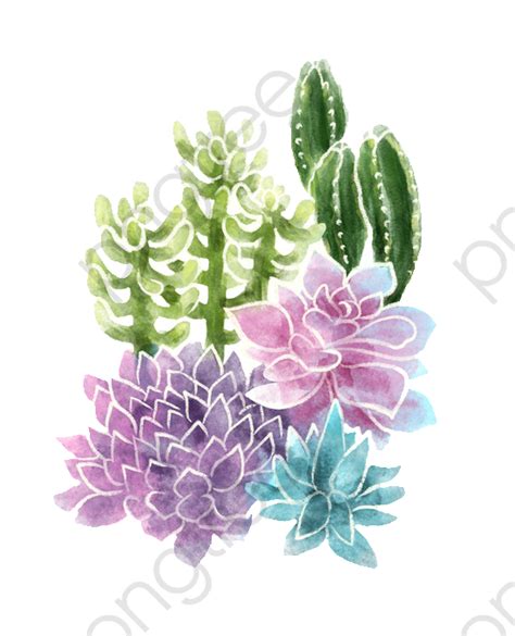 Cartoon Cactus Succulents Cartoon Clipart Cactus Flowers Png