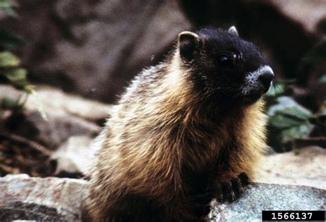 yellow-bellied marmot, Marmota flaviventris (Rodentia ...