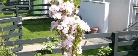 Japanese Flagpole Flowering Cherry Tree