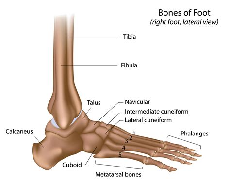 Bones Of The Left Ankle With Diagram Human Anatomy Body