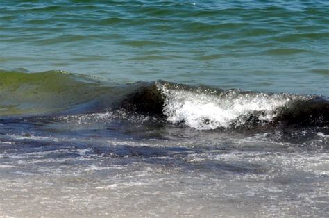 Florida Sea Grant Expert 10 Years After Oil Spill Gulf Still On The