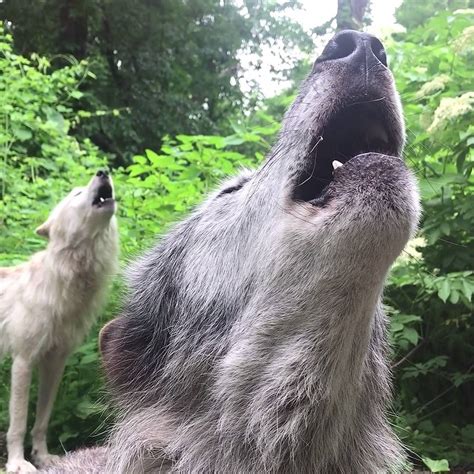 Wolf Howl Duet Their Howls Give You Chills The Good Kind By Wolf