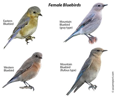 Mountain Bluebird Female Plumage Id Pictures And Behavior