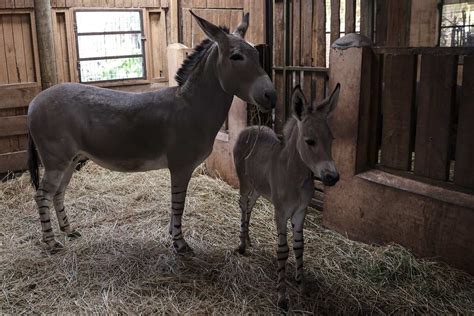 Rare Somali Wild Donkey Born At Chile Zoo Janpost