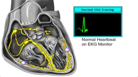 How The Heart Works Electrical System Of The Heart Animation